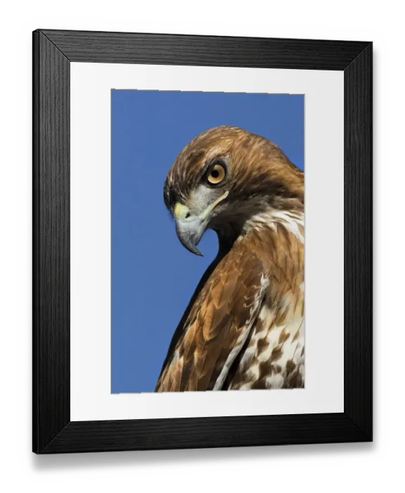 Framed Print : USA, California. Red-shouldered hawk portrait Framed Print : USA, California. Red-shouldered hawk portrait