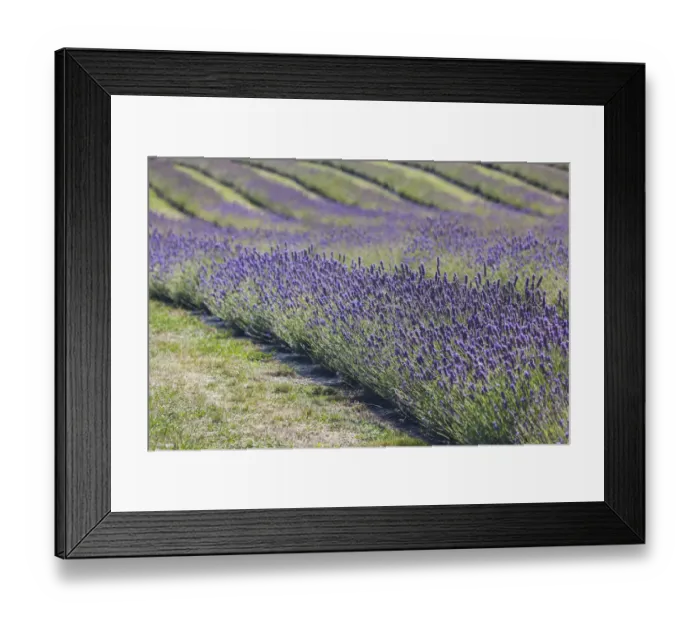 Framed Print : New Zealand, South Island, Otago, Wanaka, lavender farm