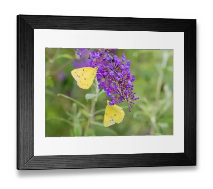 Framed Print : 03074-00603 Orange Sulphurs (Colias eurytheme) on Butterfly Bush (Buddleja davidii) Marion Co