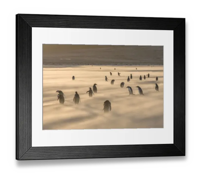 Framed Print : Gentoo Penguin (Pygoscelis papua), Falkland Islands. South America, Falkland Islands Framed Print : Gentoo Penguin (Pygoscelis papua), Falkland Islands. South America, Falkland Islands