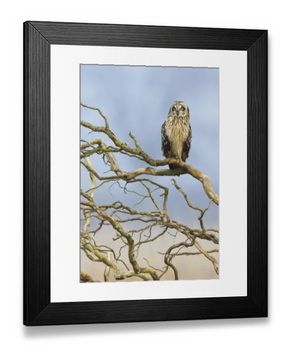 Framed Print : Short-eared Owl Framed Print : Short-eared Owl