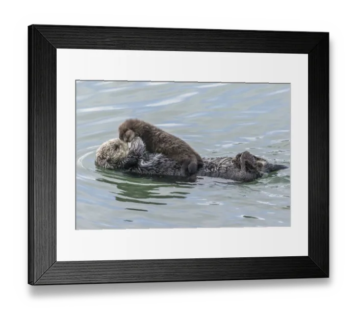 Framed Print : USA, California, San Luis Obispo County. Sea otter mother and pup Framed Print : USA, California, San Luis Obispo County. Sea otter mother and pup