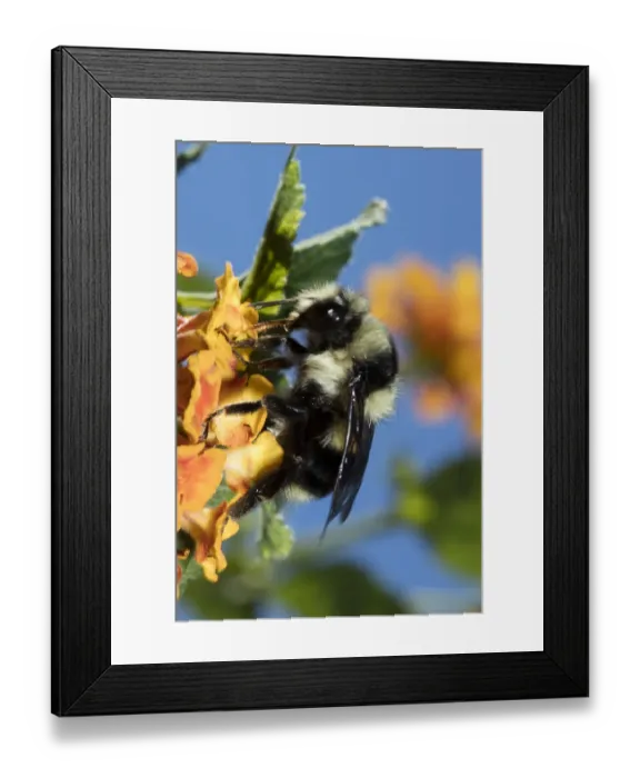 Framed Print : USA, California. Bumble bee feeding on flower Framed Print : USA, California. Bumble bee feeding on flower