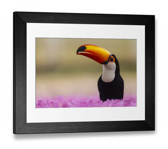 Framed Print : South America. Brazil. Toco Toucan (Ramphastos toco albogularis) is a bird with a Framed Print : South America. Brazil. Toco Toucan (Ramphastos toco albogularis) is a bird with a