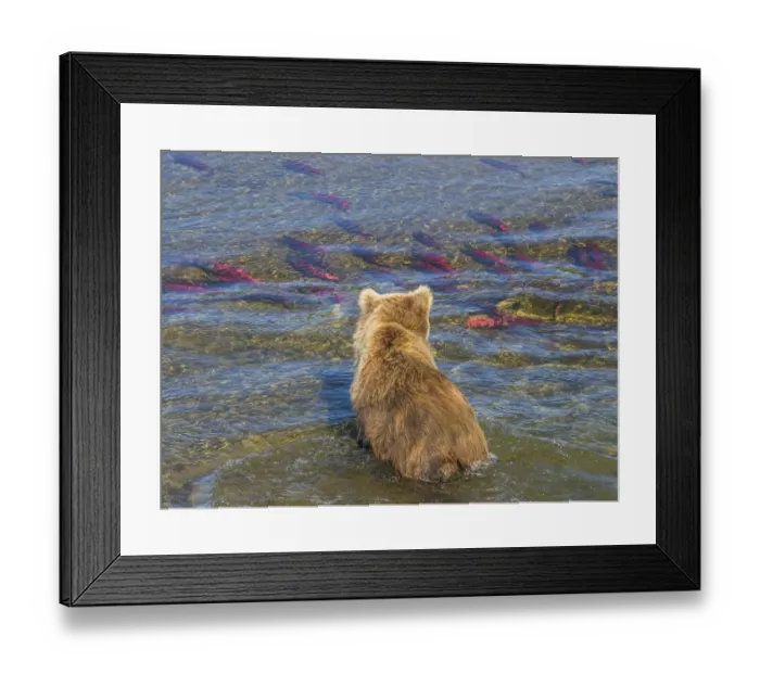 Framed Print : Brown bear fishing in shallow waters, Katmai National Park, Alaska, USA