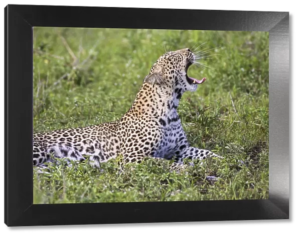 Africa. Tanzania. African leopard (Panthera pardus) yawning in Serengeti NP