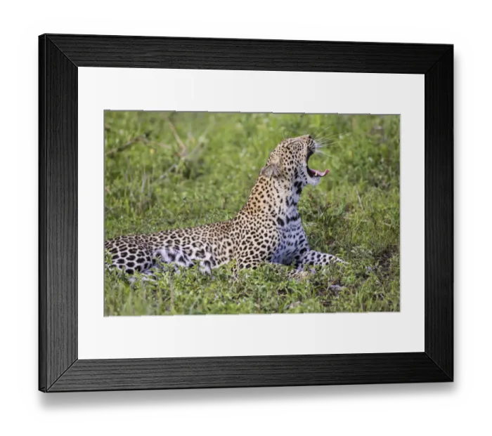 Framed Print : Africa. Tanzania. African leopard (Panthera pardus) yawning in Serengeti NP Framed Print : Africa. Tanzania. African leopard (Panthera pardus) yawning in Serengeti NP