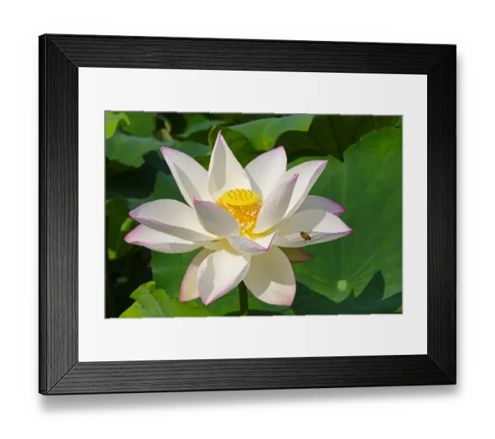 Framed Print : Lotus flower, Kyoto, Japan Framed Print : Lotus flower, Kyoto, Japan