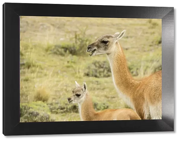 South America, Chile, Patagonia. Adult and baby guanaco