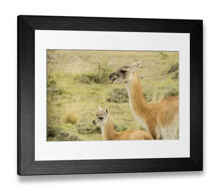 Framed Print : South America, Chile, Patagonia. Adult and baby guanaco Framed Print : South America, Chile, Patagonia. Adult and baby guanaco