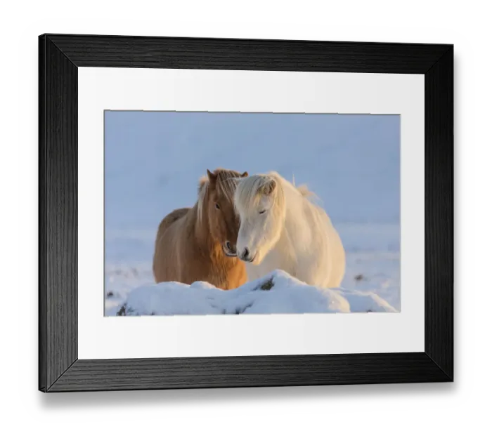 Framed Print : Icelandic horses in south Iceland