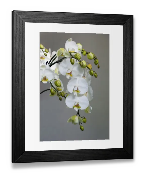 Framed Print : White orchid blooms Framed Print : White orchid blooms