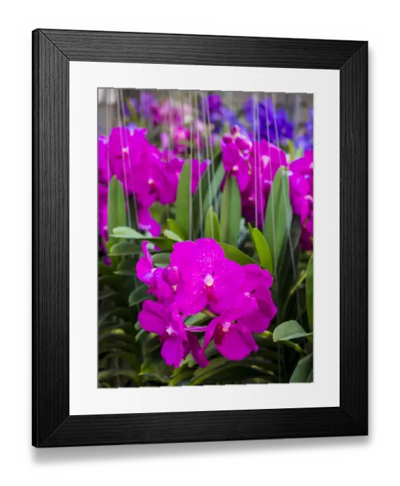 Framed Print : Southeast Asia; Thailand; Bangkok; kBangkok Street Flower Market Framed Print : Southeast Asia; Thailand; Bangkok; kBangkok Street Flower Market