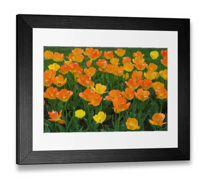 Framed Print : Tulips at the Boston Public Garden, Boston, Massachusetts USA Framed Print : Tulips at the Boston Public Garden, Boston, Massachusetts USA