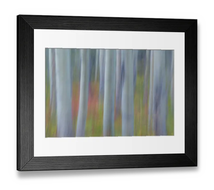 Framed Print : Canada, Yukon, Kluane National Park. Abstract of aspen trees Framed Print : Canada, Yukon, Kluane National Park. Abstract of aspen trees