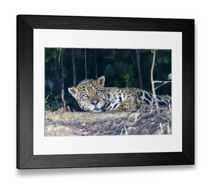 Framed Print : South America, Brazil, The Pantanal, Rio Cuiaba, jaguar, Panthera onca Framed Print : South America, Brazil, The Pantanal, Rio Cuiaba, jaguar, Panthera onca