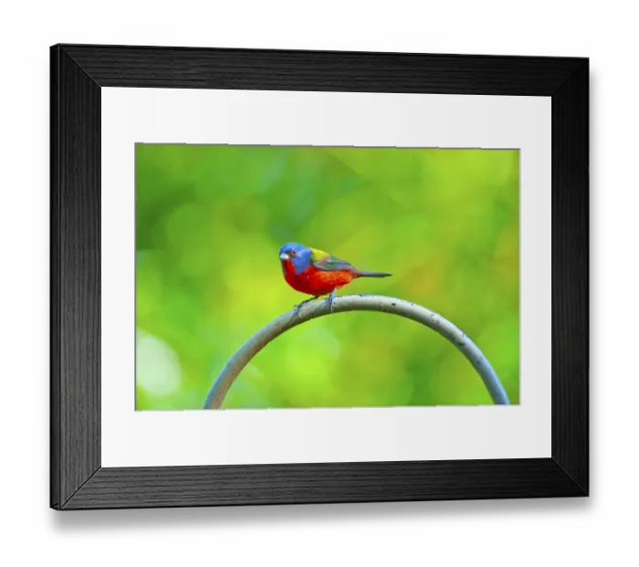 Framed Print : North America, USA, Florida, Immokalee, Painted Bunting Framed Print : North America, USA, Florida, Immokalee, Painted Bunting