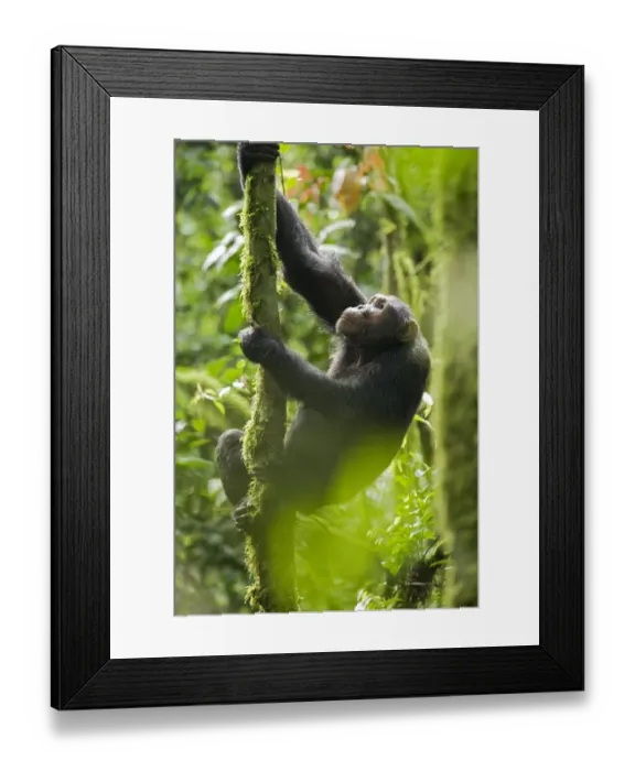 Framed Print : Africa, Uganda, Kibale National Park, Ngogo Chimpanzee Project Framed Print : Africa, Uganda, Kibale National Park, Ngogo Chimpanzee Project