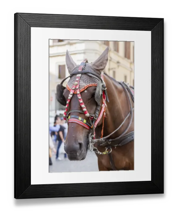 Framed Print : Horse Carriage. Rome. Italy Framed Print : Horse Carriage. Rome. Italy