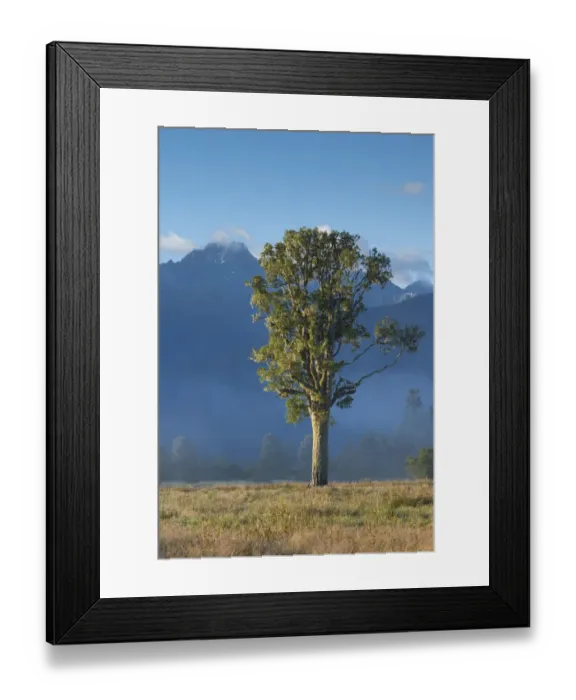 Framed Print : New Zealand, South Island, West Coast, Fox Glacier Village, Mt. Cook and tree, dawn Framed Print : New Zealand, South Island, West Coast, Fox Glacier Village, Mt. Cook and tree, dawn