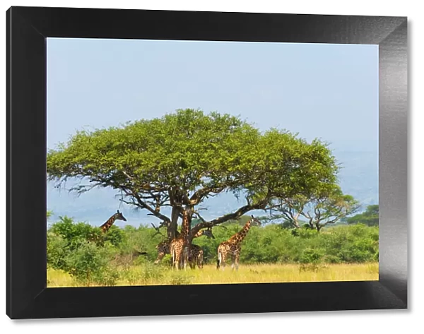 Giraffes under an acacia tree on the savanna, Murchison Falls National park, Uganda