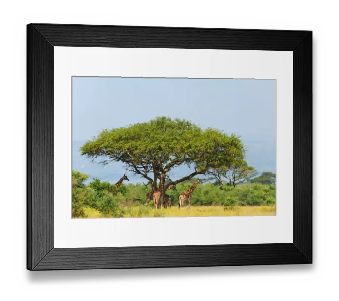 Framed Print : Giraffes under an acacia tree on the savanna, Murchison Falls National park, Uganda Framed Print : Giraffes under an acacia tree on the savanna, Murchison Falls National park, Uganda