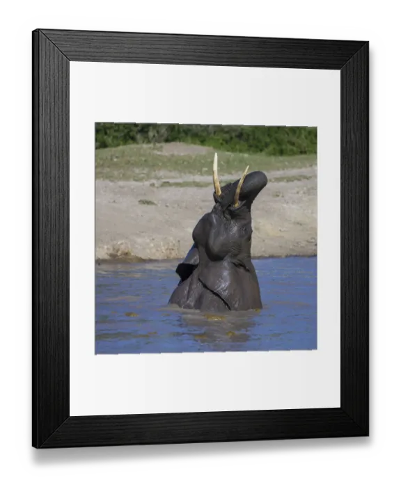 Framed Print : Africa. Tanzania. African elephant (Loxodonta africana) bathing at Ndutu in Serengeti NP Framed Print : Africa. Tanzania. African elephant (Loxodonta africana) bathing at Ndutu in Serengeti NP