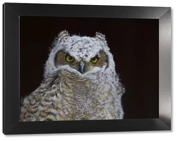 Great-horned Owl, Fledgling