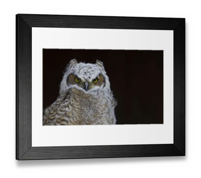 Framed Print : Great-horned Owl, Fledgling Framed Print : Great-horned Owl, Fledgling