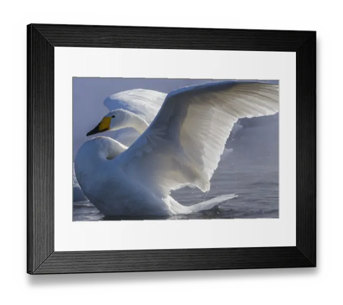 Framed Print : Whooper swan, Hokkaido Island, Japan Framed Print : Whooper swan, Hokkaido Island, Japan