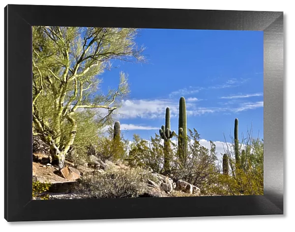 USA, Arizona, Tucson, Path through the Cactus
