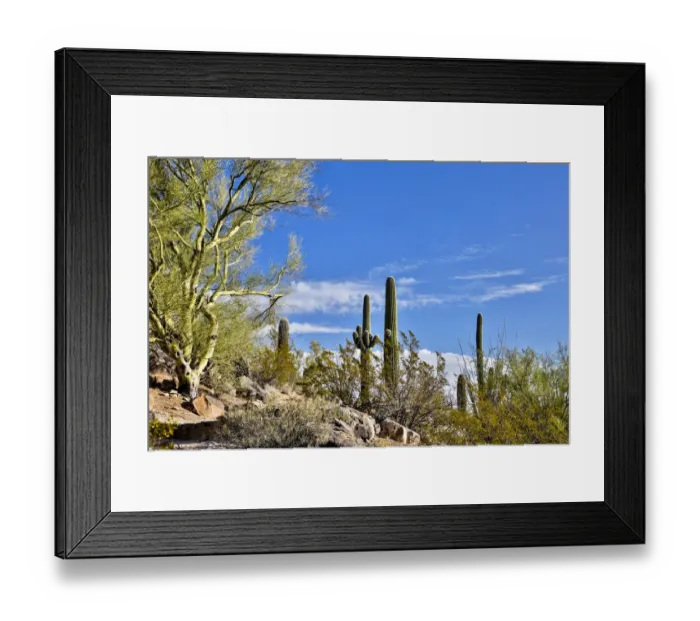 Framed Print : USA, Arizona, Tucson, Path through the Cactus