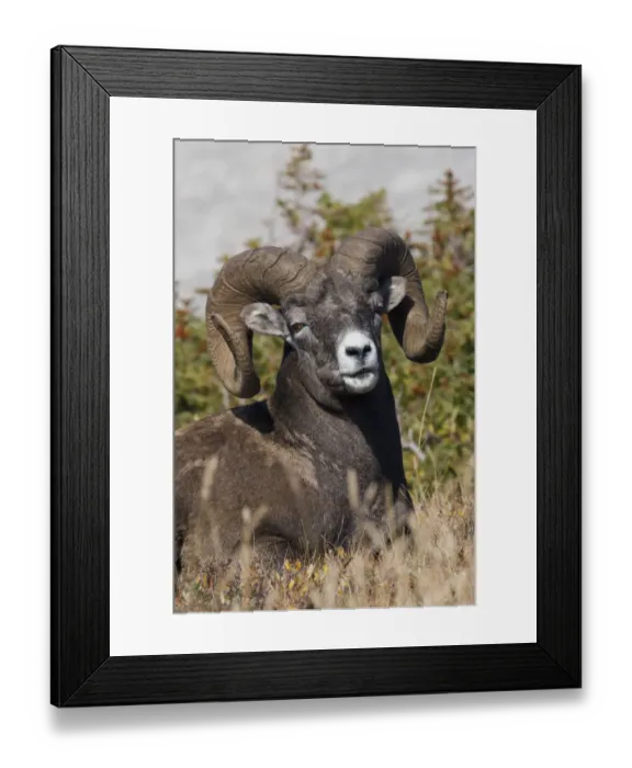Framed Print : Bighorn Sheep Ram Portrait Framed Print : Bighorn Sheep Ram Portrait