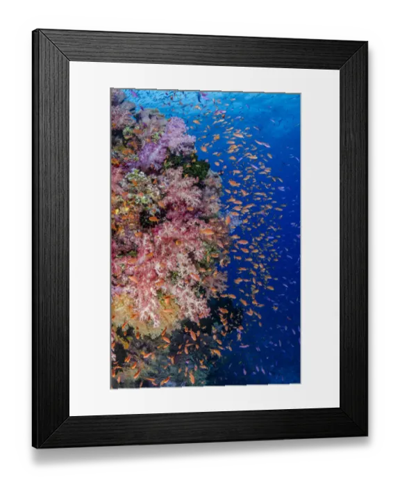 Framed Print : Fiji. Reefscape with coral and anthias. Credit as: Jones & Shimlock / Jaynes Gallery Framed Print : Fiji. Reefscape with coral and anthias. Credit as: Jones & Shimlock / Jaynes Gallery