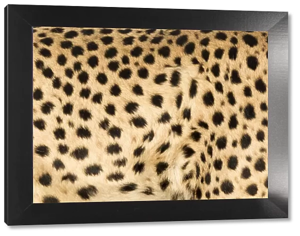 Africa, Namibia, Keetmanshoop. Close-up view of cheetah fur