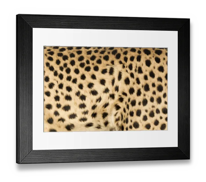 Framed Print : Africa, Namibia, Keetmanshoop. Close-up view of cheetah fur Framed Print : Africa, Namibia, Keetmanshoop. Close-up view of cheetah fur