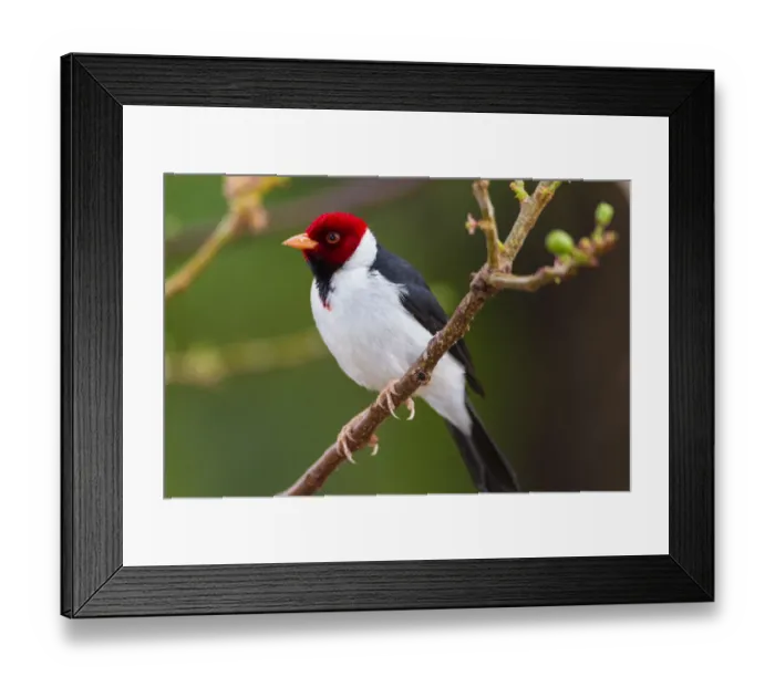 Framed Print : South America. Brazil. Yellow-billed cardinal (Paroaria capitata) is a tanager unrelated Framed Print : South America. Brazil. Yellow-billed cardinal (Paroaria capitata) is a tanager unrelated