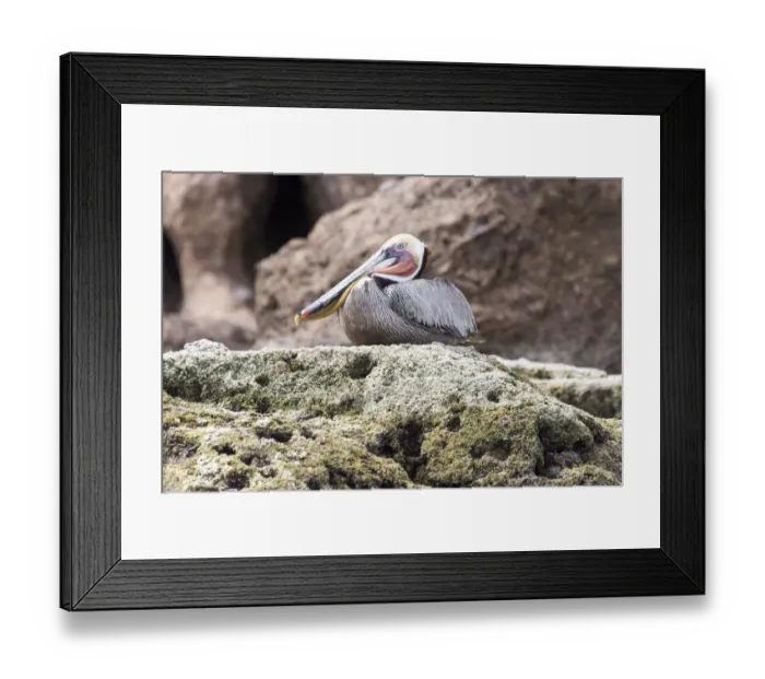 Framed Print : Mexico, Baja California, Sea of Cortez. Brown Pelican breeding plumage