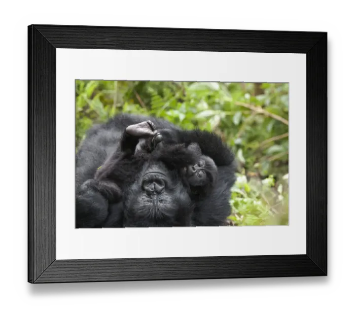 Framed Print : Africa, Rwanda, Volcanoes National Park, mountain gorilla, Gorilla beringei beringei Framed Print : Africa, Rwanda, Volcanoes National Park, mountain gorilla, Gorilla beringei beringei