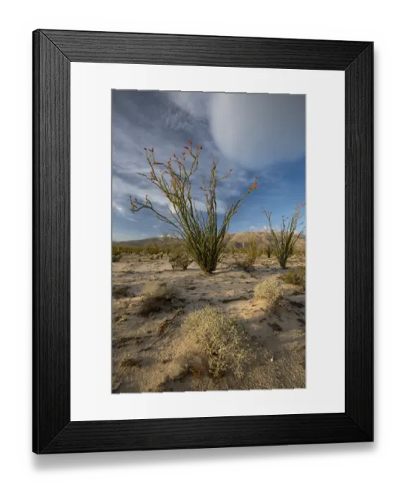 Framed Print : North America, USA, California. Blooming Ocotillo (Fouquieria splendens) in desert