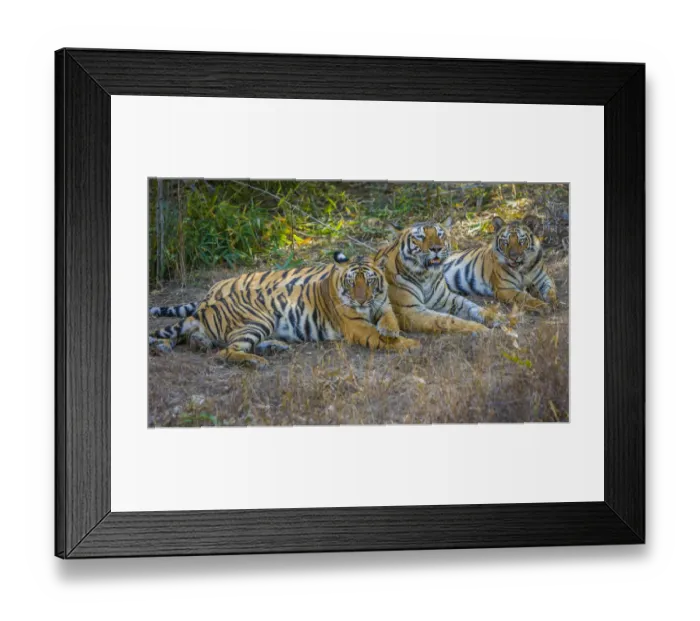 Framed Print : Bengal tigers, Bandhavgarh National Park, India Framed Print : Bengal tigers, Bandhavgarh National Park, India