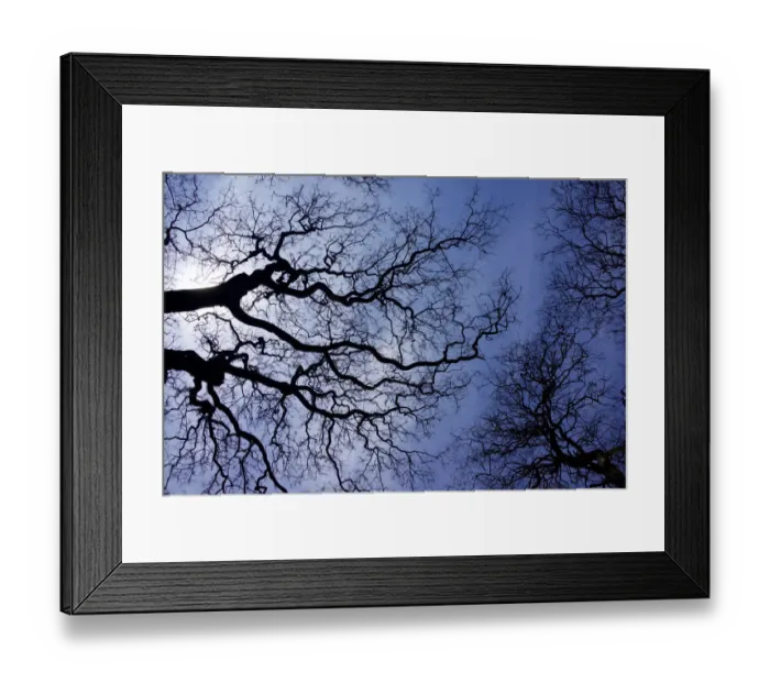 Framed Print : Argentina, Buenos Aires: looking up at the Spring sky in the Bosques de Palermo Framed Print : Argentina, Buenos Aires: looking up at the Spring sky in the Bosques de Palermo