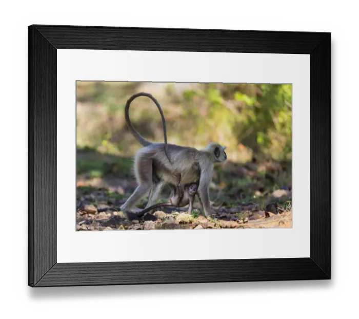 Framed Print : Asia. India. Grey langur, or Hanuman langur (Semnopithecus entellus) at Kanha Tiger Framed Print : Asia. India. Grey langur, or Hanuman langur (Semnopithecus entellus) at Kanha Tiger