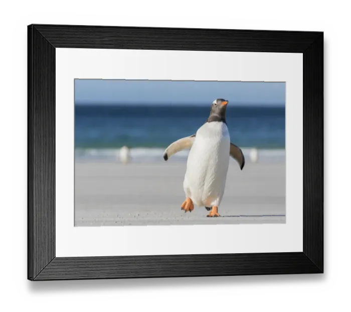 Framed Print : Gentoo Penguin (Pygoscelis papua), Falkland Islands