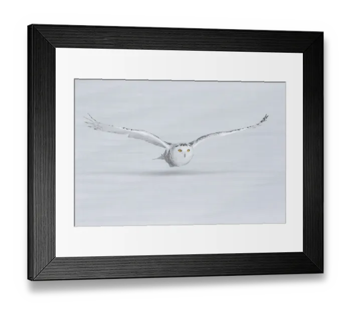 Framed Print : Canada, Ontario. Snowy owl flies low to ground