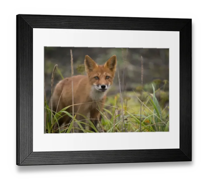 Framed Print : Russia, Russian Far East, Kamchatka Peninsula, Kuril Islands, Atlasova Island