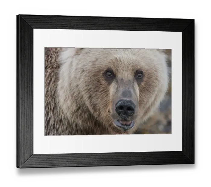 Framed Print : North America, USA, Alaska, Katmai National Park, Kukak Bay. Coastal Brown Bear, Grizzly