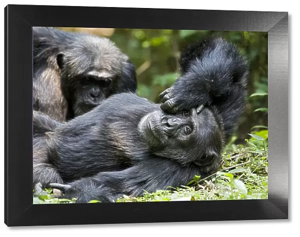 Africa, Uganda, Kibale National Park, Ngogo Chimpanzee Project. A wild male chimpanzee relaxes