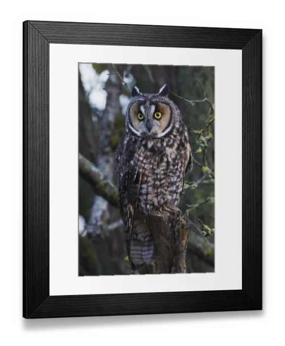 Framed Print : Long-eared Owl Framed Print : Long-eared Owl