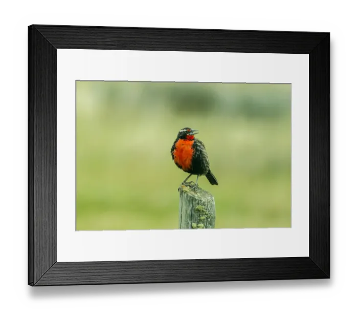 Framed Print : South America, Chile, Patagonia. Long-tailed meadowlark singing Framed Print : South America, Chile, Patagonia. Long-tailed meadowlark singing